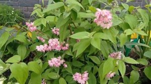 #цветник ЧТО ПОСАДИТЬ С СЕВЕРНОЙ СТОРОНЫ?#дейция#можжевельники #сад #цветники #северная #посадка