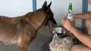 VID-20230517-WA0021.mp4