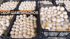 Как собирают шампиньоны на ферме?