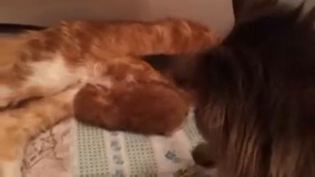 Дунечка трогает маленького котенка смотреть онлайн