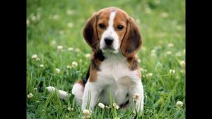 Самые красивые собаки в мире