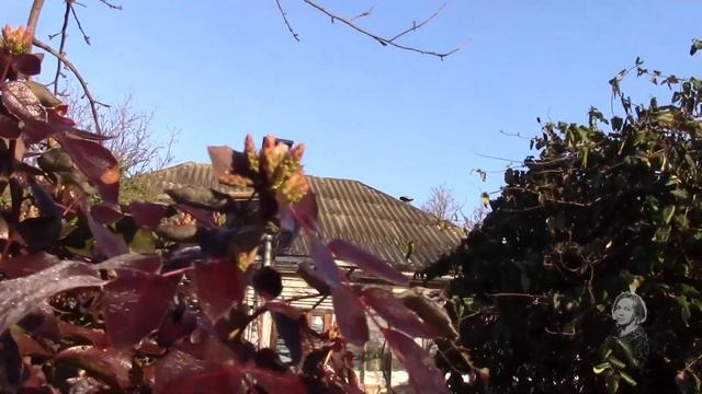 ВЕСНА ПРИШЛА В САД! смотреть онлайн