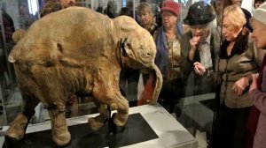 Загадочные Мамонты: МАМОНТЫ в Леднике Киргиляхский мамонт.