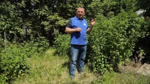 НЕ ПРОПУСТИТЕ! Из-за неё вы можете остаться без урожая малины