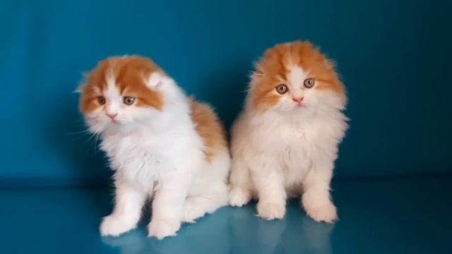 Шотландские котята.Хайленд-фолд.