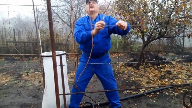 Обрезка винограда.Веерная формировка