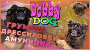 Груминг. Дрессировки жестами. Амуниция.  Пти брабансоны грифон собака.