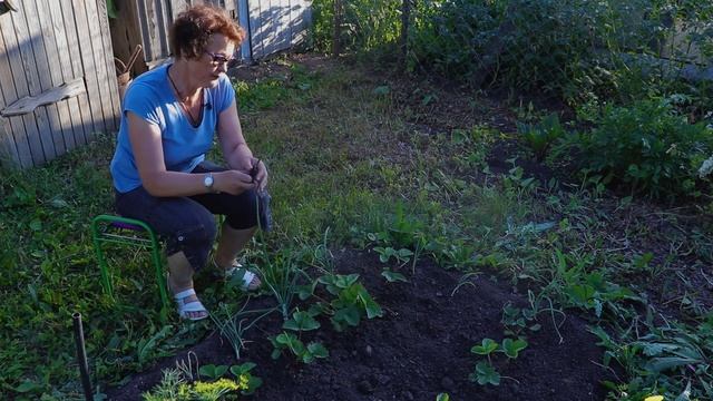 Уход за клубникой после плодоношения. Что делать с клубникой в июле. смотреть онлайн