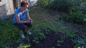 Уход за клубникой после плодоношения. Что делать с клубникой в июле.