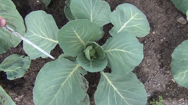 Чем отпугиваем бабочек Капуста 1июля2017 Убираем лишнии кочаны выращивание капусты вредители смотреть онлайн