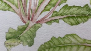 British 20th Century Watercolour Plant Study Botanical Polyanthus