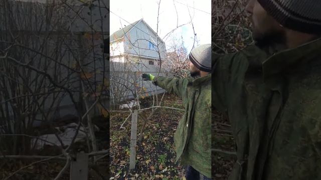 Осенняя обрезка плодовых деревьев своими руками смотреть онлайн