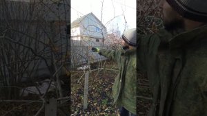 Осенняя обрезка плодовых деревьев своими руками