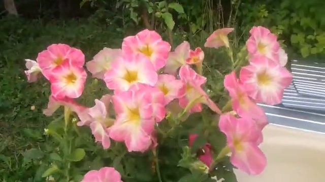 Петуния. Дольче рим. Гавриш. смотреть онлайн