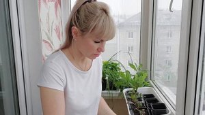 Пересадка многолетней лобелии и вечноцветущей бегонии. Как вырастить чтобы цвели восхитительно
