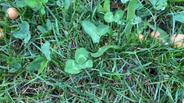 Marasmius oreades (Опёнок луговой), June 14, 2020 смотреть онлайн