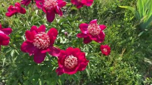 New peony blooms (Charles Burgess Peony)