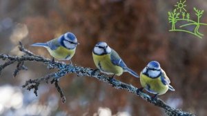 Хор синиц Звуки природы для души