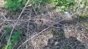 нашествие змей в Саратове?