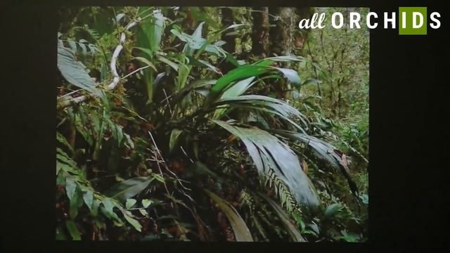 #ALLORCHIDS и #РОС 1 Содержание орхидей рода Lycaste в домашних условиях