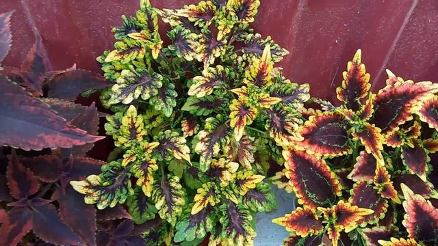 Колеусы. Июль 2021. Часть 1 смотреть онлайн