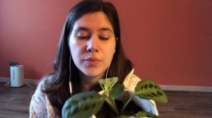 Обзор комнатных растений. Моя коллекция калатей #КомнатныеРастения