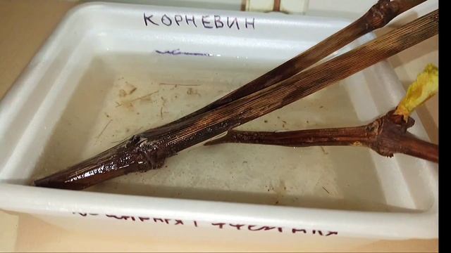 С ЧЕГО НАЧАТЬ ПРОРАЩИВАНИЕ ЧЕРЕНКОВ ВИНОГРАДА...??? смотреть онлайн