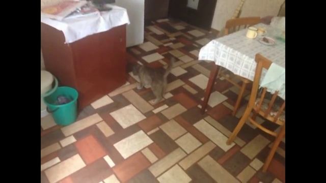 Умер кот! Любимый кот умер! смотреть онлайн