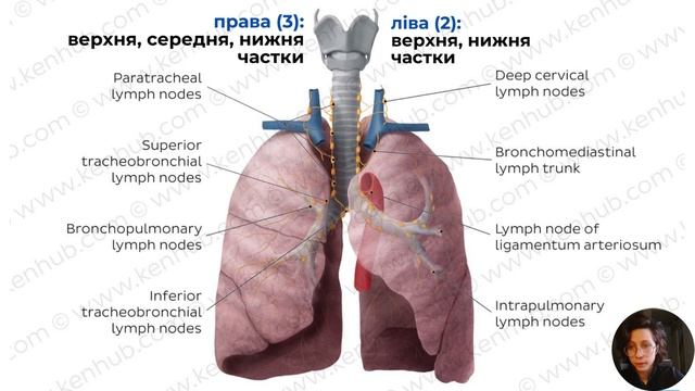 Анатомія трахеї, головних бронхів. Анатомія легень та плеври. Середостіння. смотреть онлайн