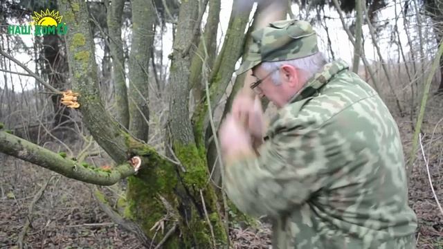 Зимний гриб - лучшее средство против импотенции смотреть онлайн