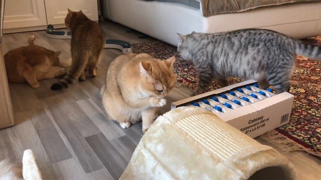 🧐😻🙀ЧТО В ПОСЫЛКЕ???КОШКА ЗОЛОТАЯ ШИНШИЛЛА😺😽😾😻