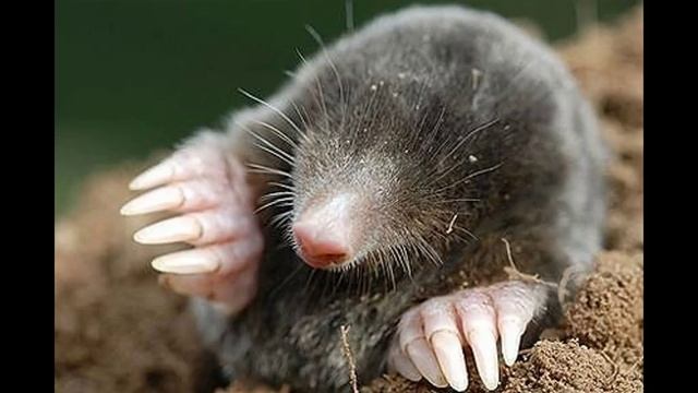 Что ест крот, можно ли приручить смотреть онлайн