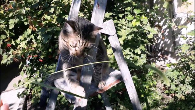 КОТ ЕСТ ПЫРЕЙ интересные факты смотреть онлайн