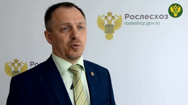Внимание к лесовосстановлению