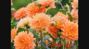 ОМ Я ЦИТАТА САШИЛА ИДЖАИ БЛА Быстрые деньги