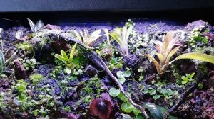 #paludarium посадка неорегелии