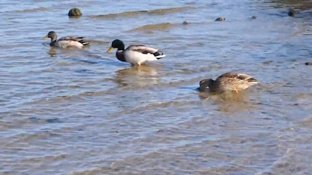 VLOG Отжала у Кости шкаф. Алиса рассмешила преподавателя