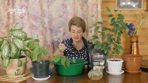 Лучшая почва для домашних растений