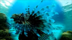 Coral beach varadero Cuba