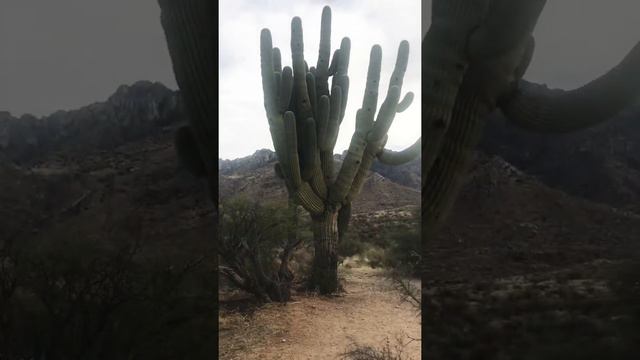 Giant saguaro cactus with many arms in Arizona