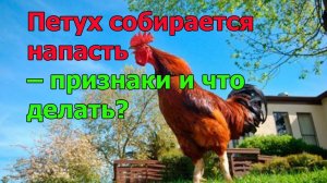 Петух собирается напасть – признаки и что делать