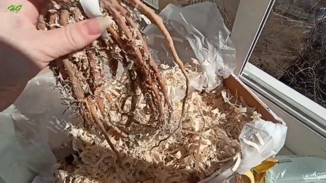 Посылка с лилейниками. Что прислали и что выросло. смотреть онлайн