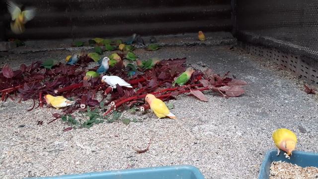 Молодым неразлучникам понравился амарат. смотреть онлайн