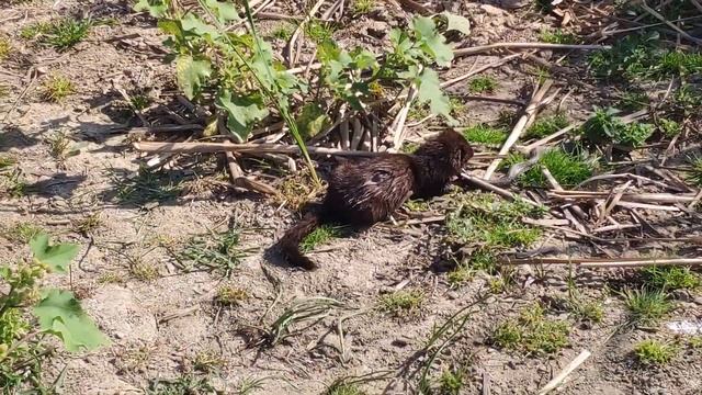 #Рыбалка в Астрахани 2019#Рыбалка на сазана#Отдых в Астрахани#Рыбалка в Астрахани с палатками смотреть онлайн