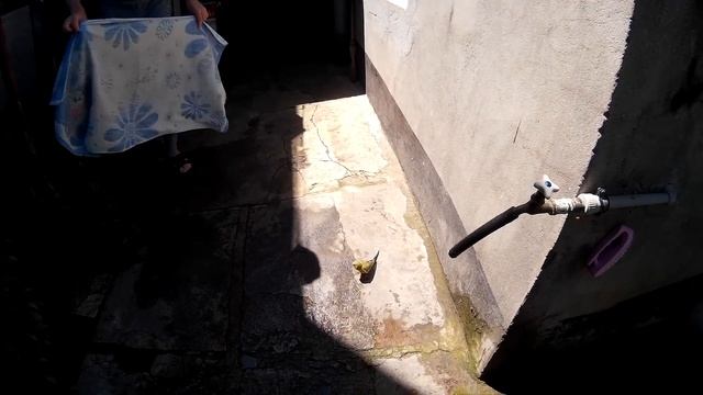 КАК ПОЙМАТЬ ПОПУГАЯ, если он случайно вылетел на улицу - один из действенных вариантов смотреть онлайн