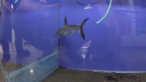 Аквариумные рыбки:Пангасиус