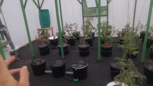 Определение нехватки элементов питания по листьям растения Гидропоника смотреть онлайн