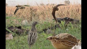 Перепелка. Что за зверь?