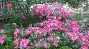 Роза КандиА МейяндекОр/Rosa Candia Meillandecor