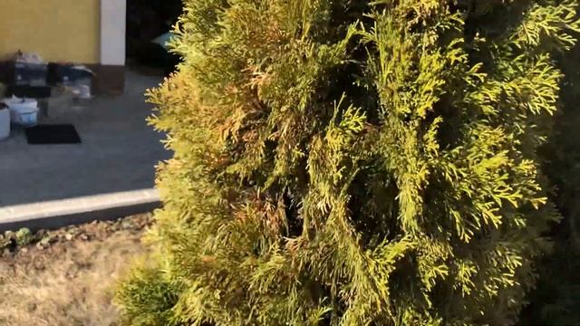 Туя без ожогов после зимы смотреть онлайн